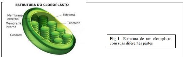 Figura 1