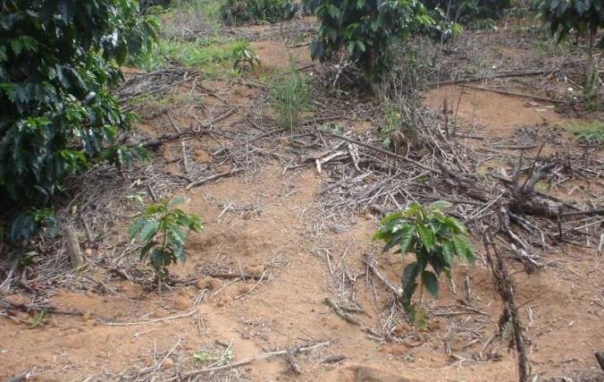 Figura 2