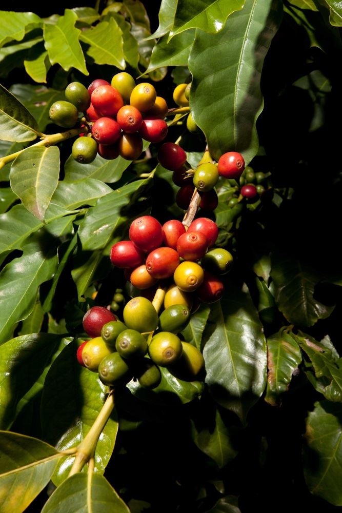 Foto: Érico Hiller/ Café Editora