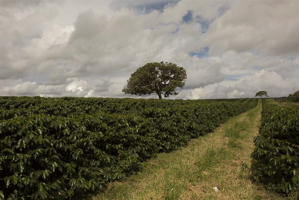 Agência Minas Gerais  Cresce a produção familiar de café Conilon