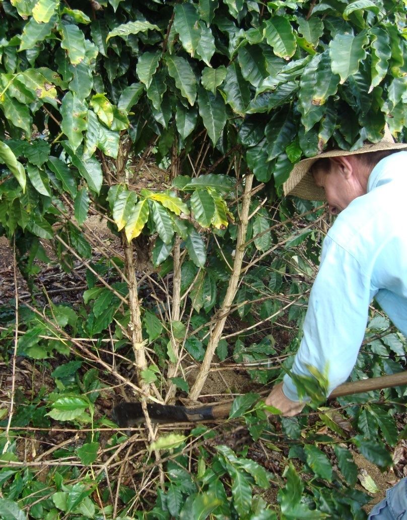 Em Rio Bananal (ES), quebra do café conillon deve superar os 70