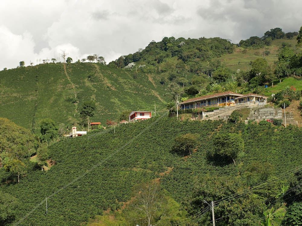 Foto: Divulgação/ San Alberto Estate Coffee