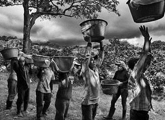 Foto: Sebastião Salgado retrata cafezal na Costa Rica