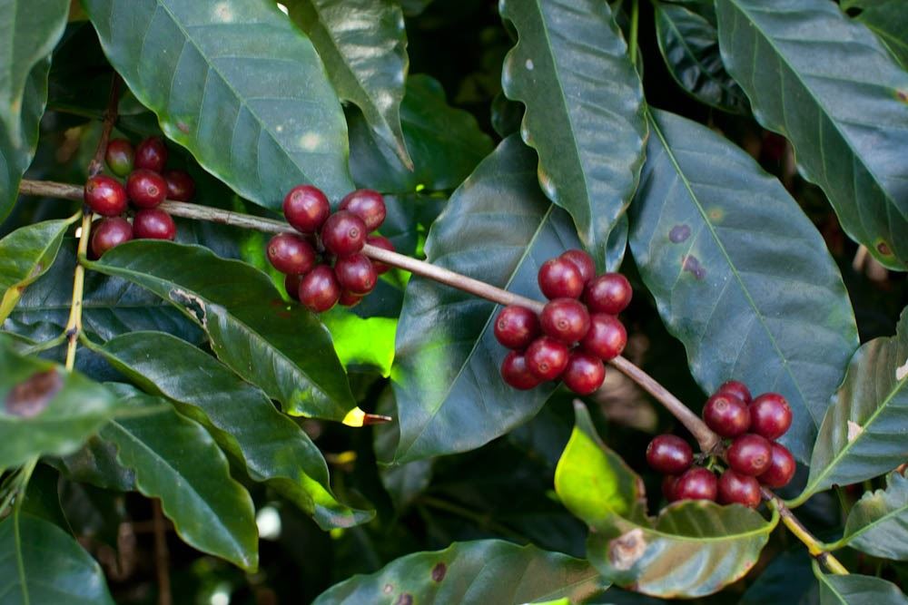 Foto: Érico Hiller/ Café Editora