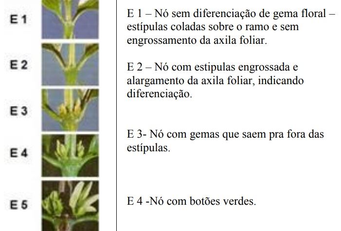 Figura 4
