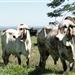 MB AGRÍCOLA E PECUARIA LTDA